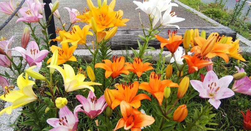 アラフォー女性の病気 の新着タグ記事一覧 Note つくる つながる とどける