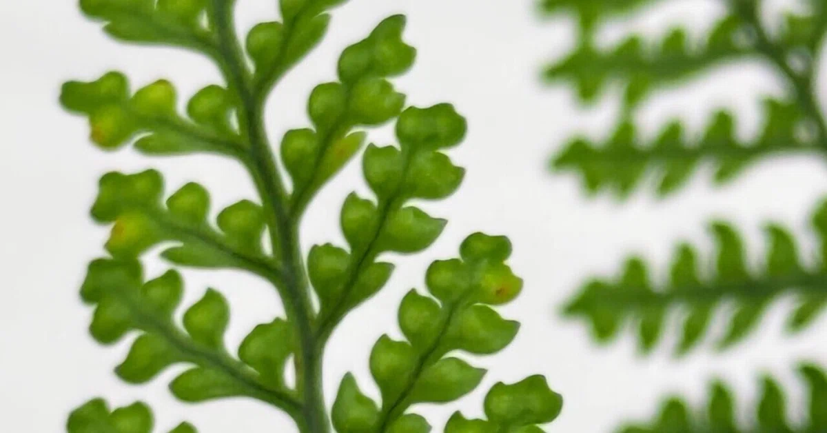 Humata Fern Tokiwa Shinobu: The Perfect Plant for Enjoying Compact Leaf Design|EGGSEED