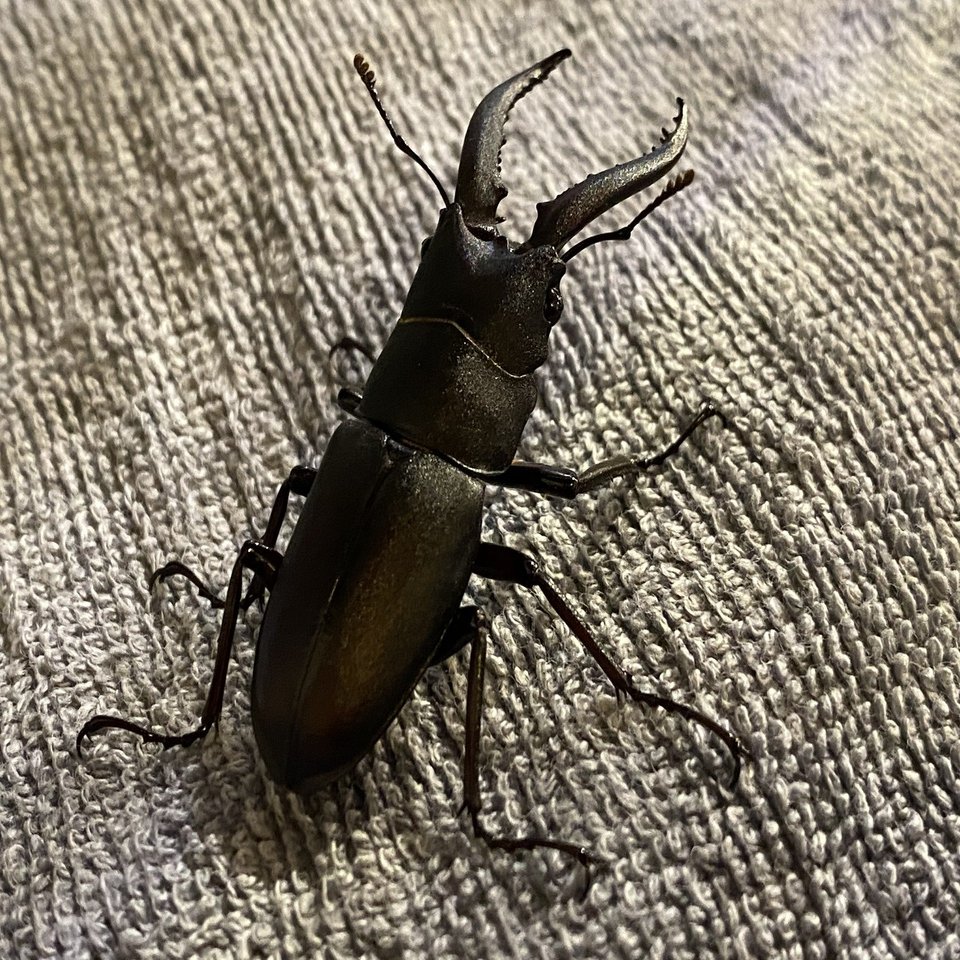 特大クワガタモドキ アゴが上に反り返るブリブリに太い凶悪な