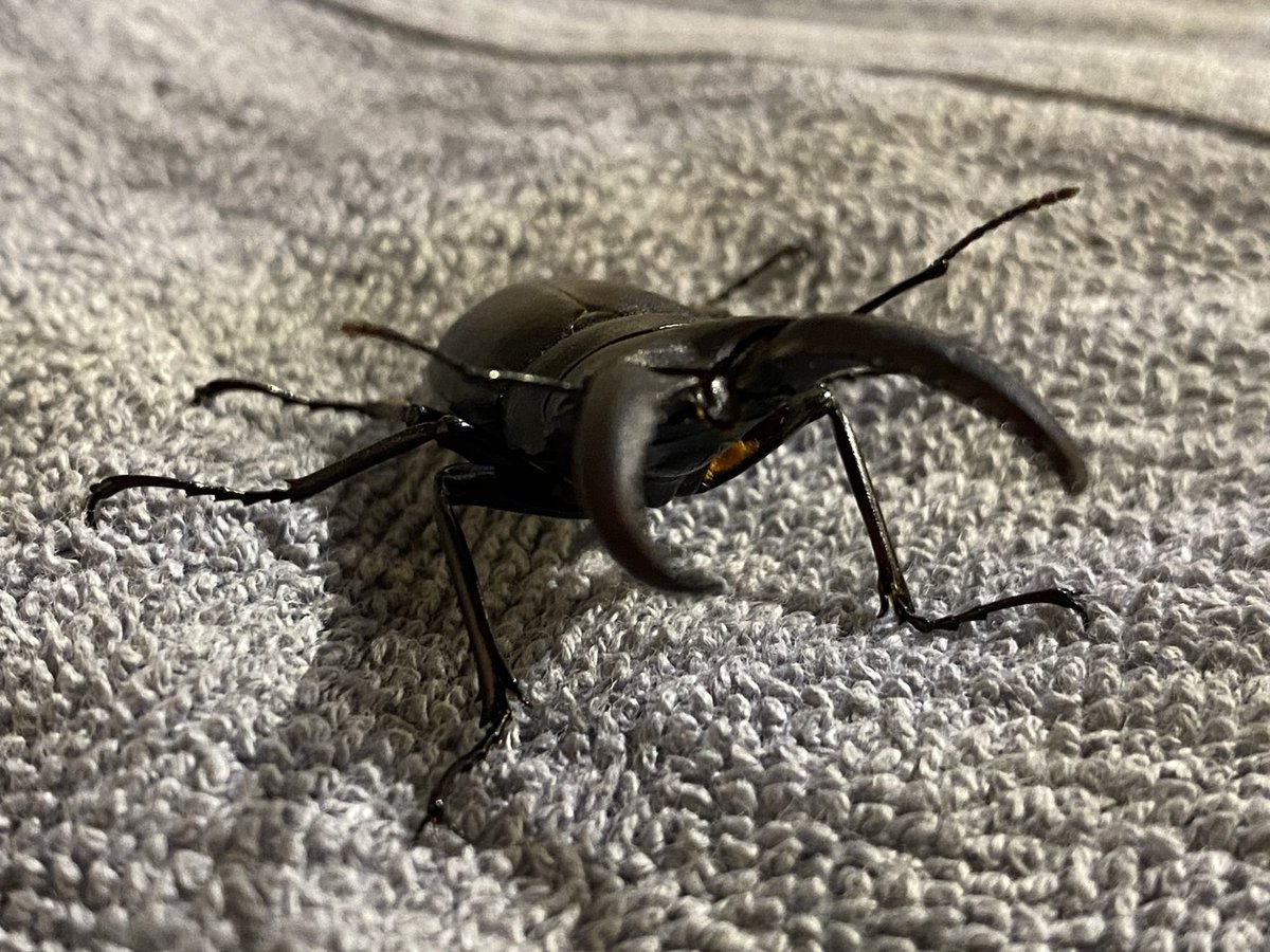 大あごのタイプが直線型のノコギリクワガタ♂を捕まえた