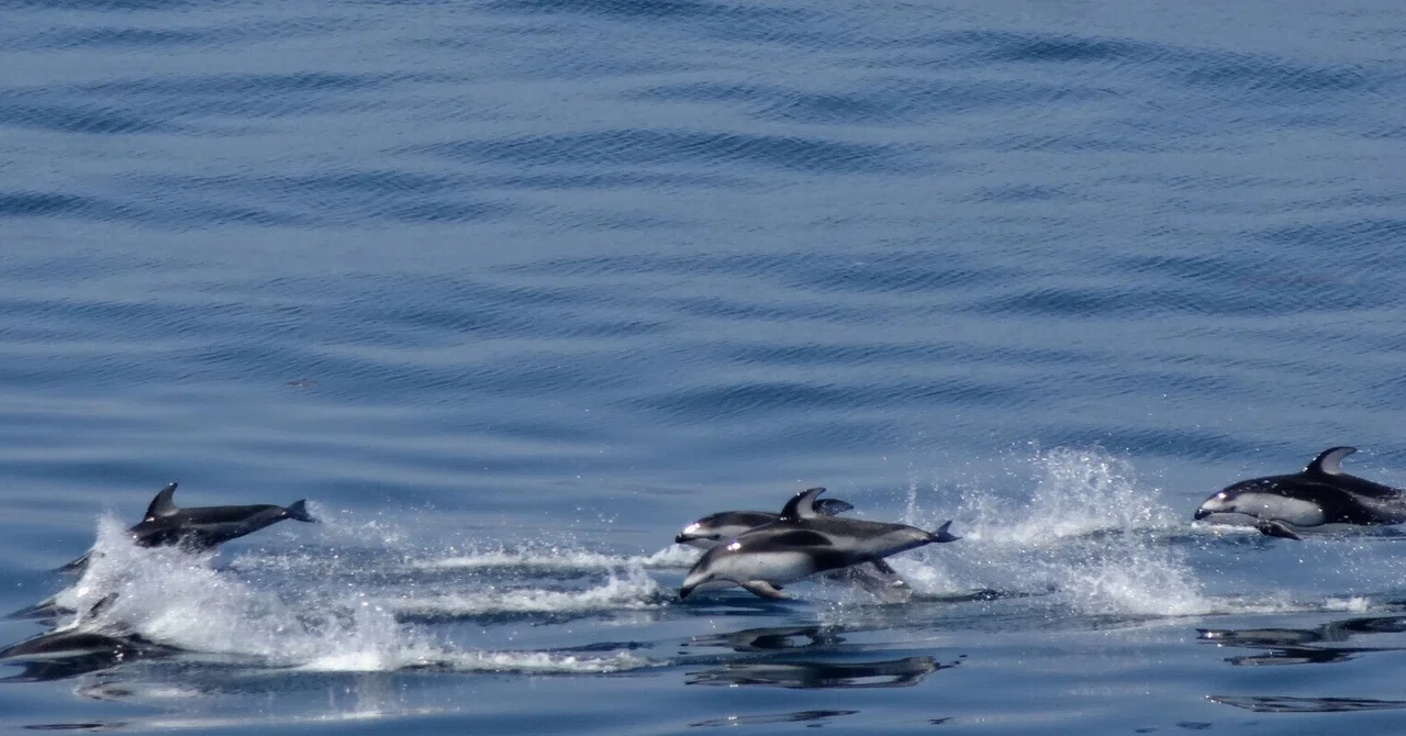 ~The Sea Surface Ripples, Dolphins at Play~｜海からの風