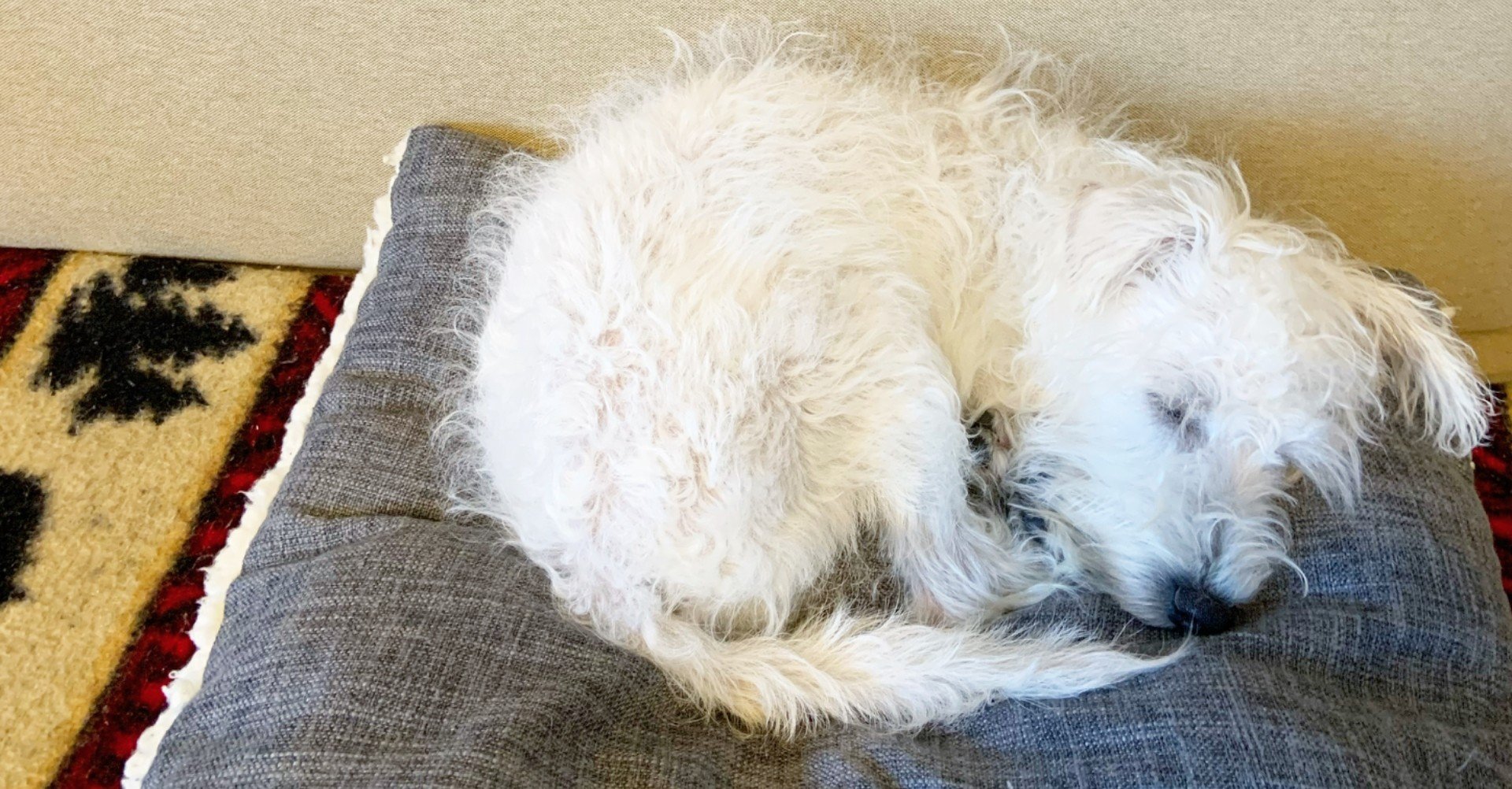 子犬のうちは消臭スプレーが手放せない おすすめ消臭剤3選 Amimon Note