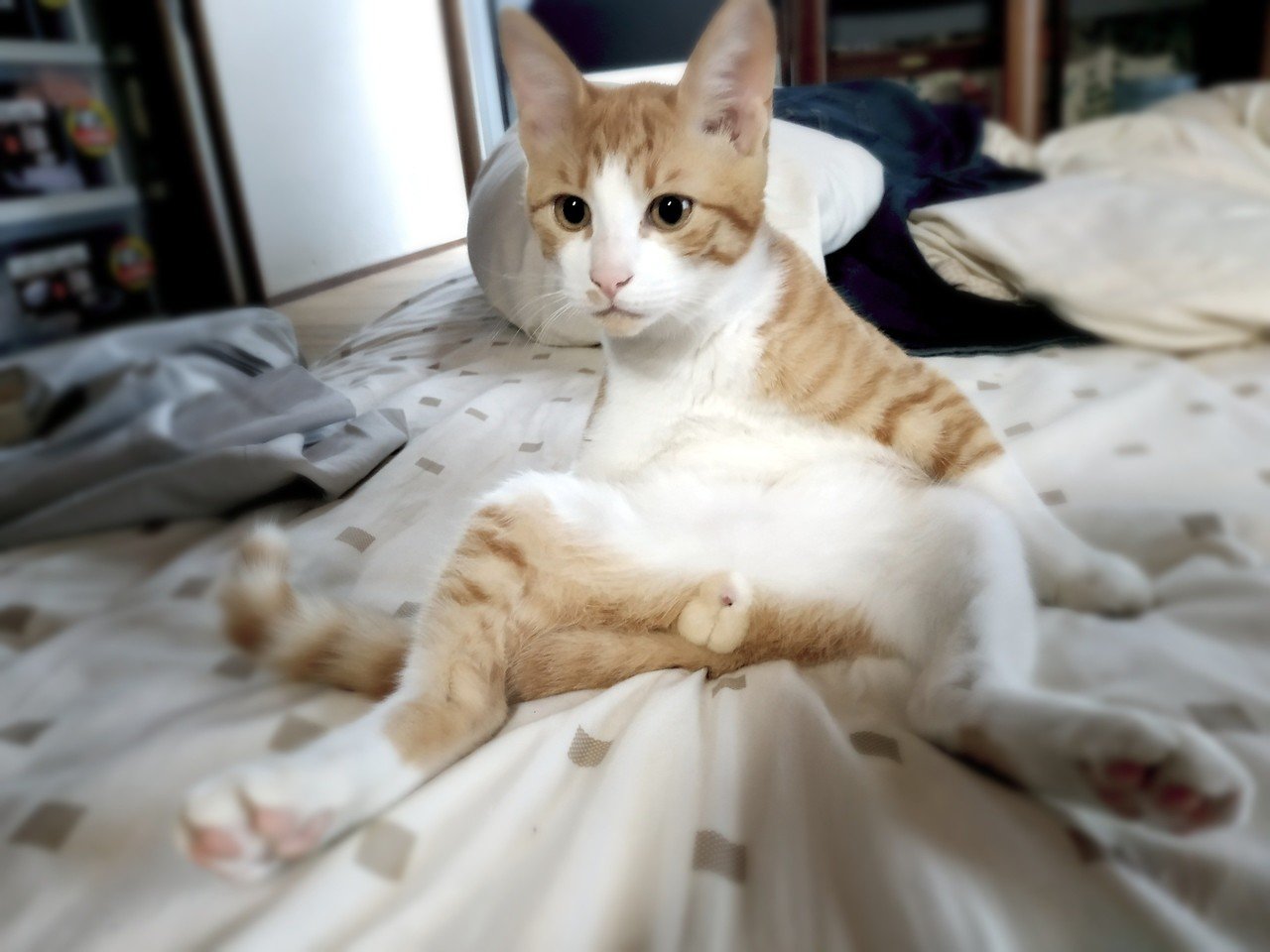自然体が1番だよね 晴れ ときどき ねこ Note 自然体が1番だよね 晴れ ときどき ねこ Note