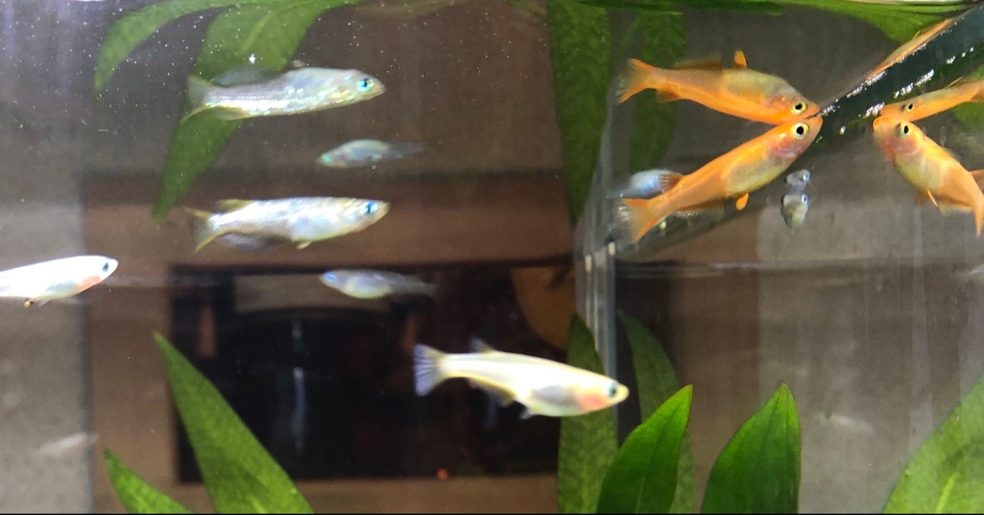 ケンカするメダカたち その1 ぬまちん Note