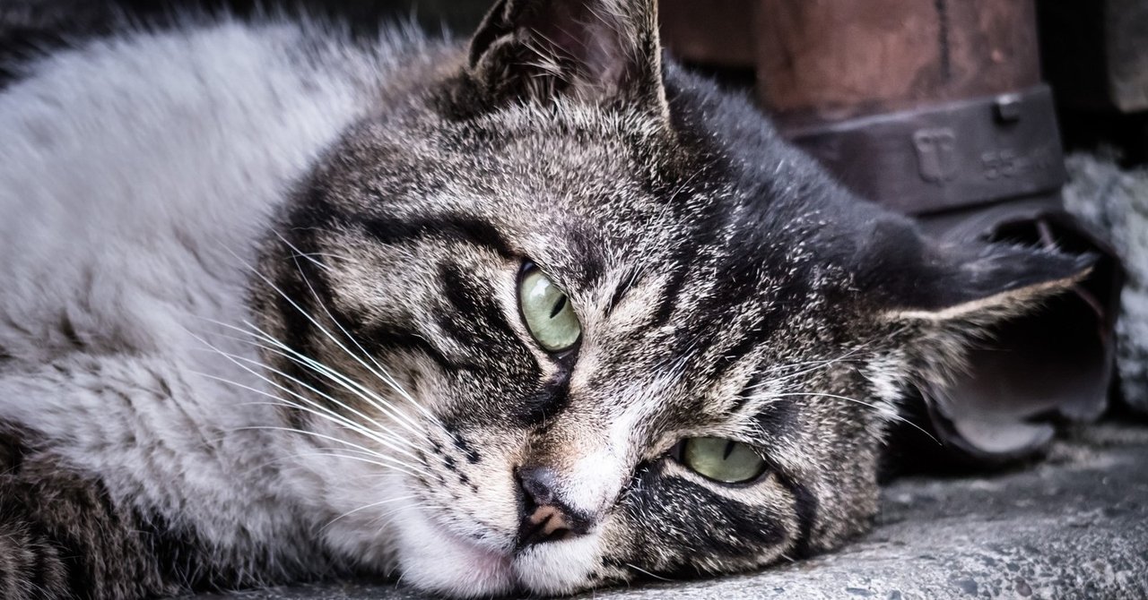 猫が玉ねぎを食べたかも 症状が出るまでの時間は 少量でも注意 レイ ラグドール Note