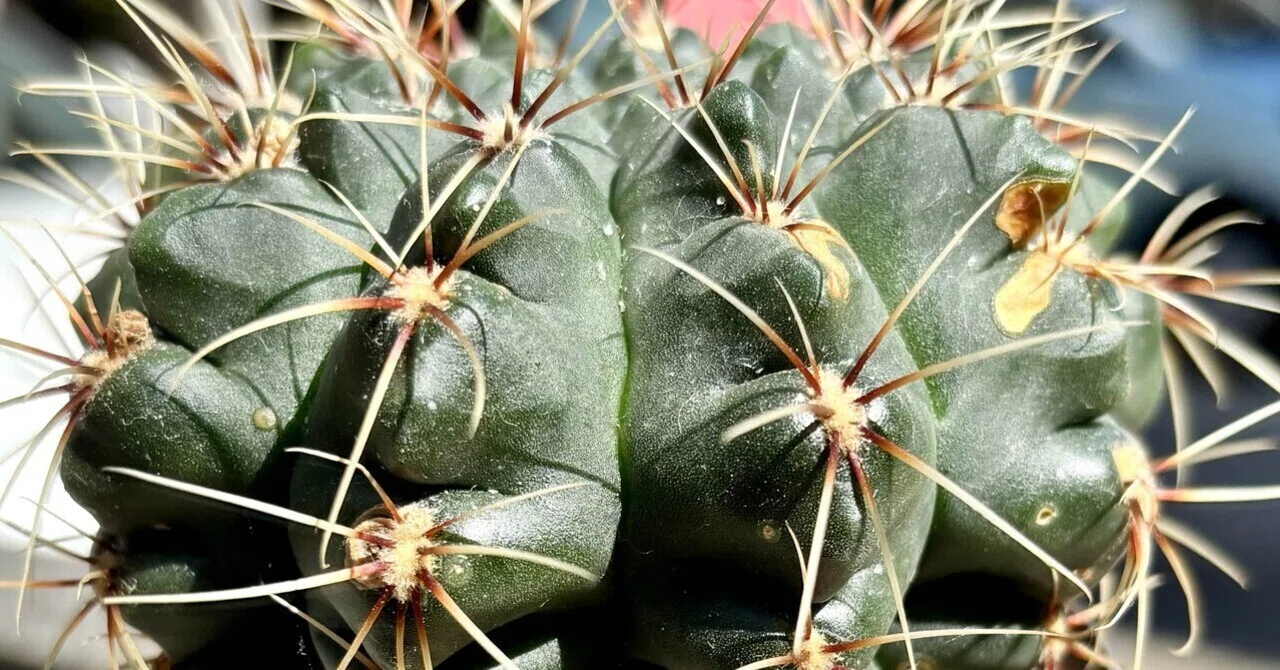 ギムノカリキウム|バルディアナム|ゴツカワサボテン｜cova 塊根植物に
