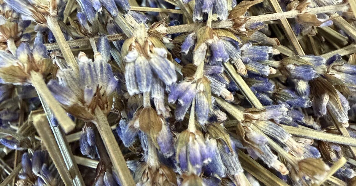 Dried Lavandin Distillation Record | 2610｜巡工房 [Nature-Inspired Crafts]