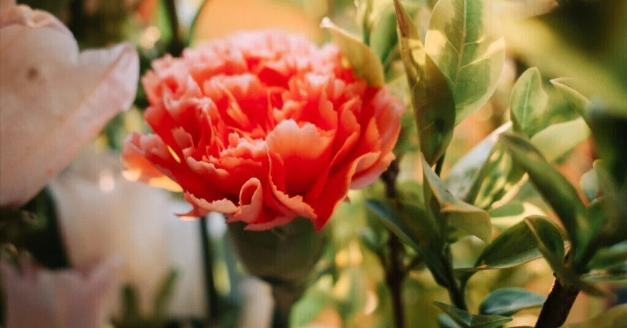 A large box from Nippon Sogo Engei. I tried splitting the flowers and ...