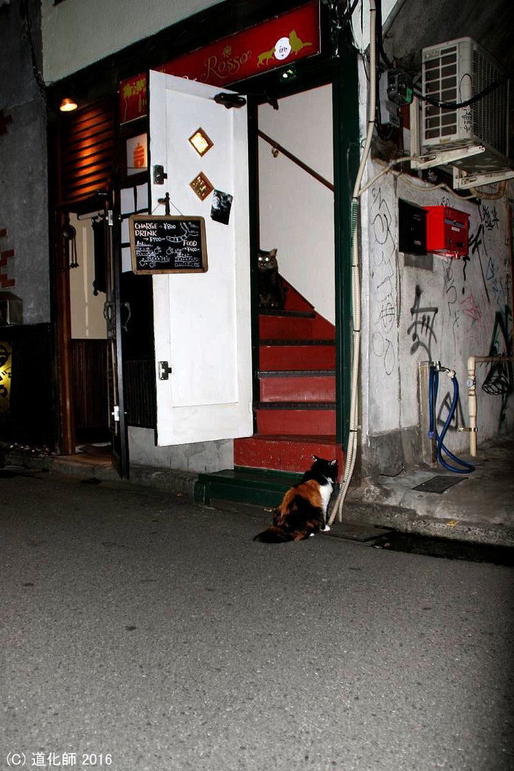 Stray cat 303a  #photo #写真 #cat #猫 #ねこ #ネコ #猫写真 #ねこのきもち #癒し #新宿 #生息地 #HomeGround #歌舞伎町１丁目 #酒 #不夜城 #ゴールデン街