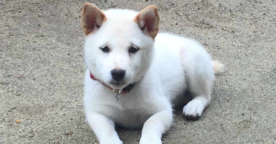 ちょっと遠くまで散歩に行けた子犬の話 たかはししほ Note