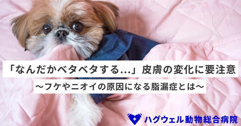 [Supervised by Veterinarians] Seborrhea (Seborrheic Dermatitis) in Dogs ...