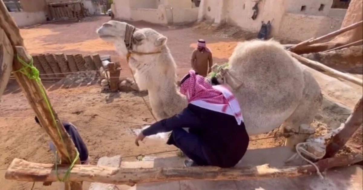 [Saudi's Original Landscape] 'Camel Water Drawing' Found in a Northern ...