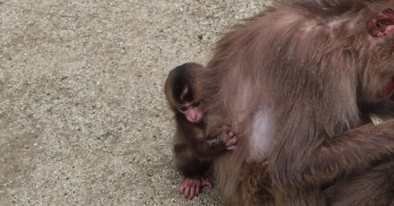 "Mom, don't go anywhere": The social skills and surprising time ...