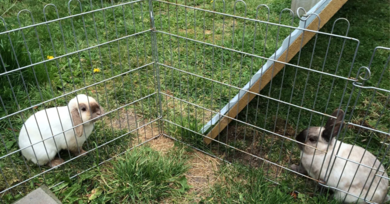 Nazu is almost 7 years old—I looked up the lifespan of rabbits after a ...