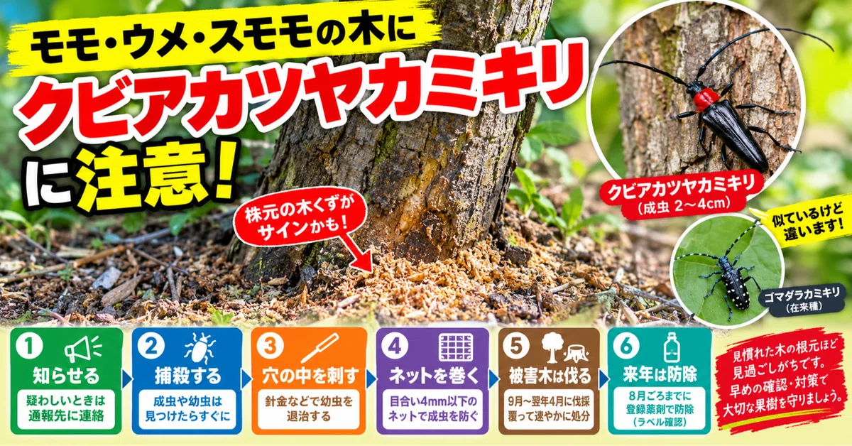 [Red-necked Longhorn Beetle] If you see wood shavings at the base of ...