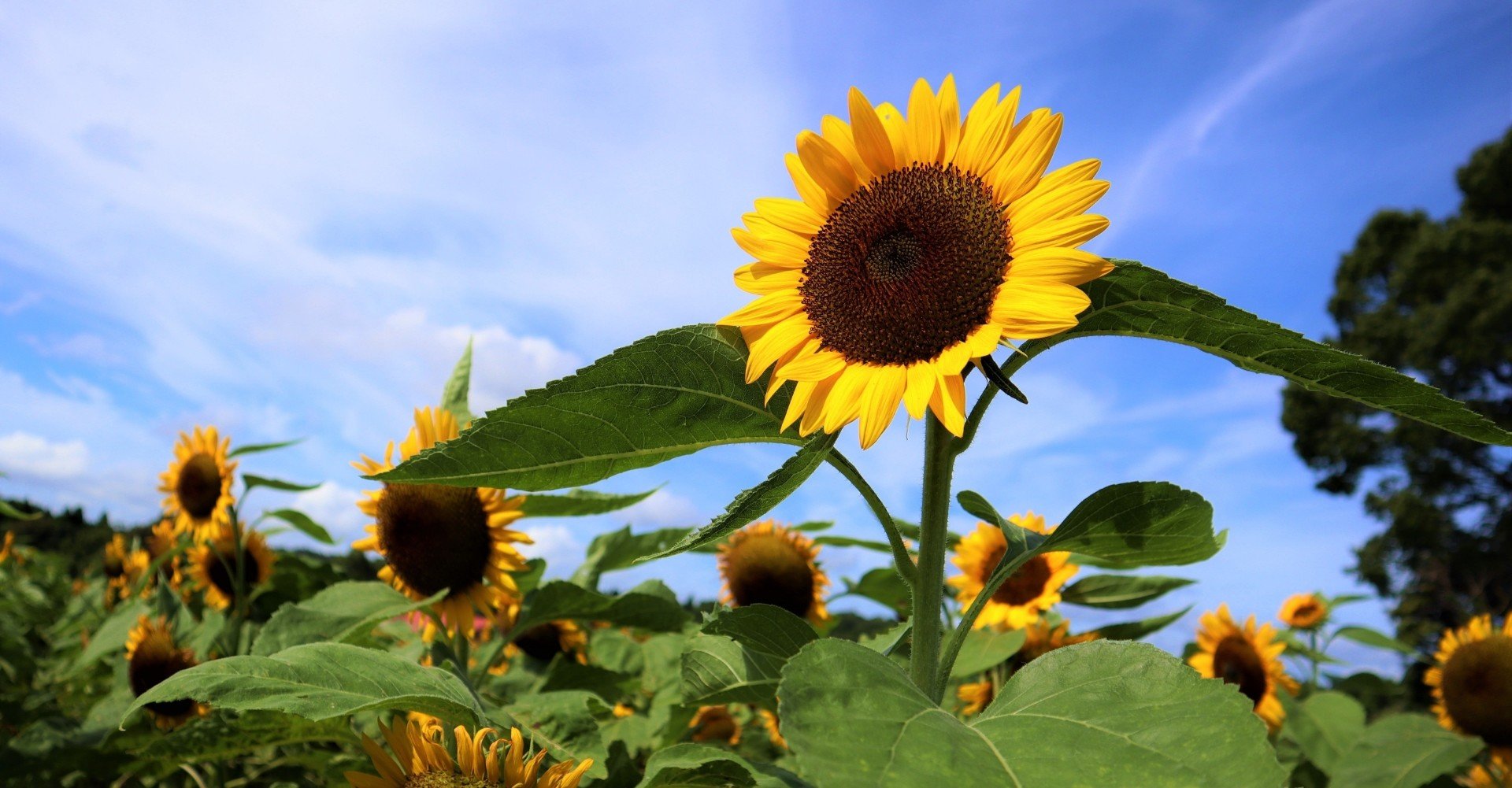 世界に一つだけの花 論争 ミッキー Note