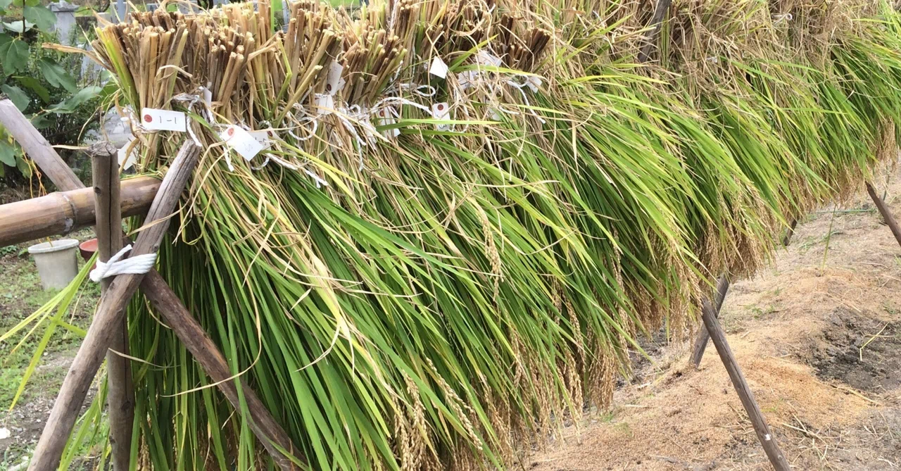 Why Hang Rice Upside Down? The Overwhelming Effort of 'Hasagake ...