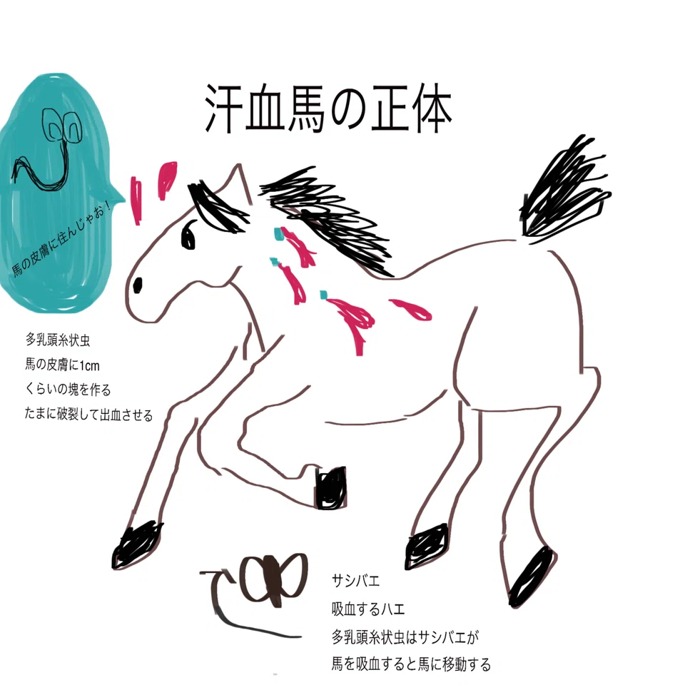汗 血 馬