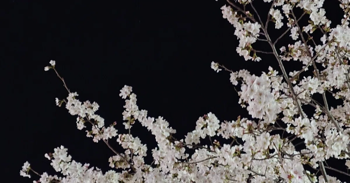 I cannot write words.｜むさし