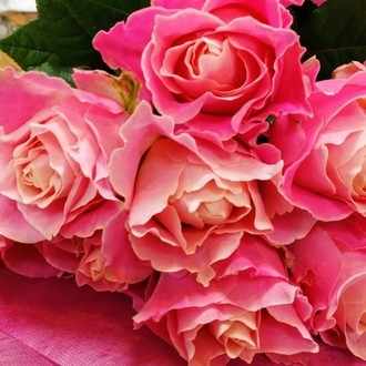 リーガルベコニアが花盛り ぷらちなエンジェル Note