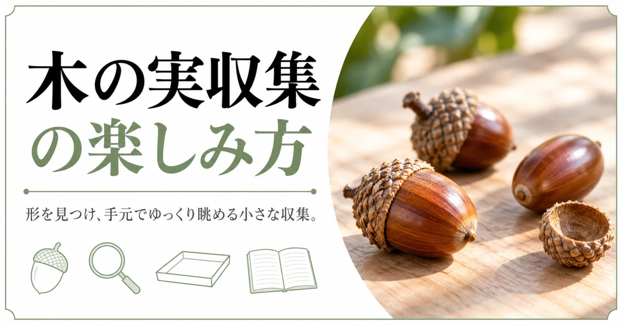 How to Enjoy Collecting Nuts｜休日のよりみち帖
