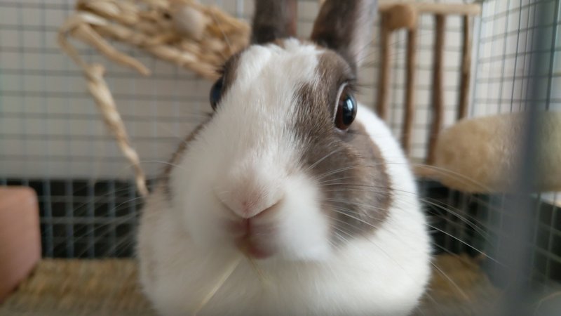 うさぎの食事に思う うさぎのミミと暮らす人 Note