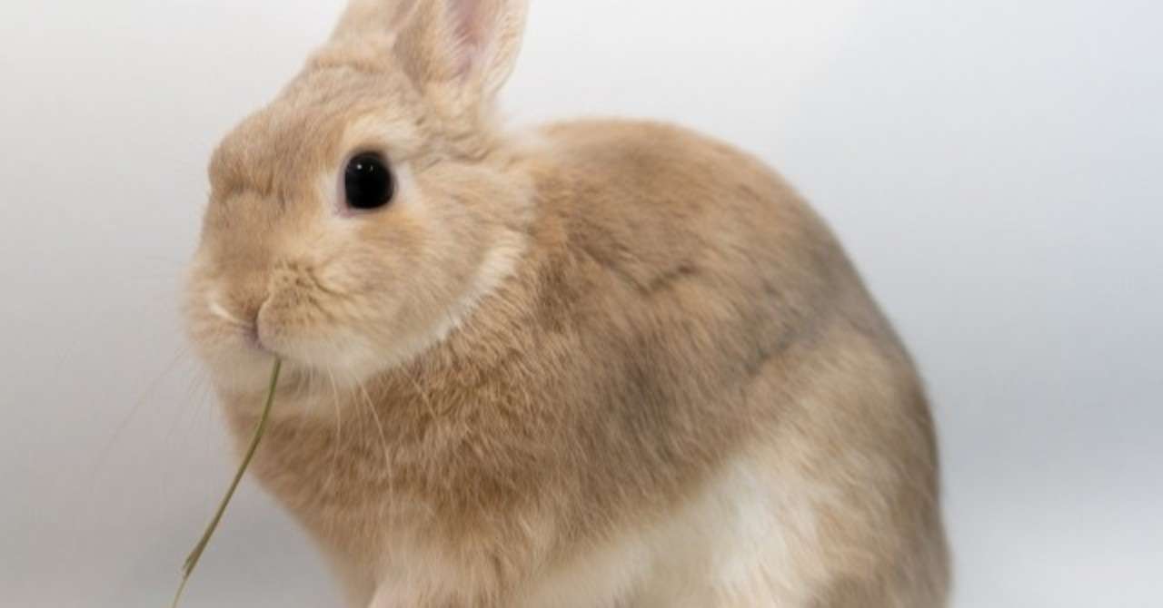 ウサギと楽しく暮らす50の方法18巻 34 35 ウールーズ Heureuse Note