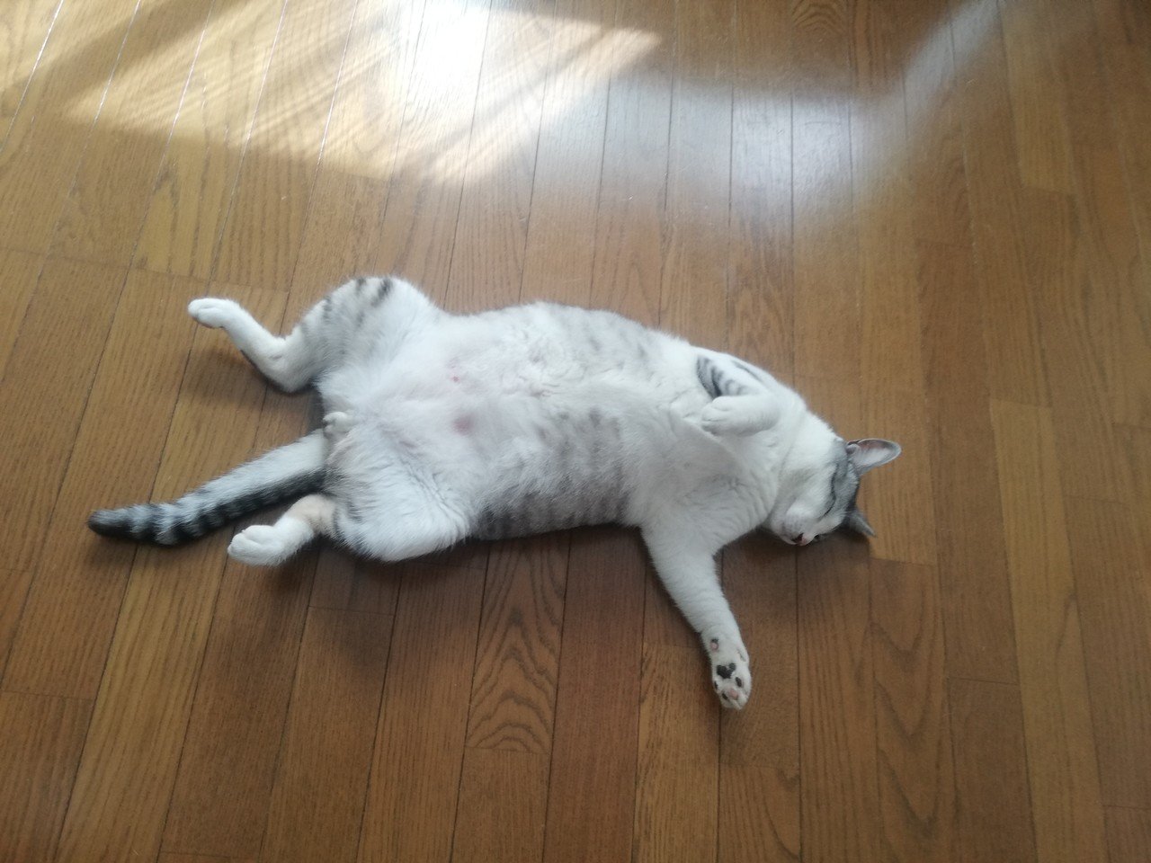 やっぱりかわいい 野良猫ひょっこりはん 丸顔 Note