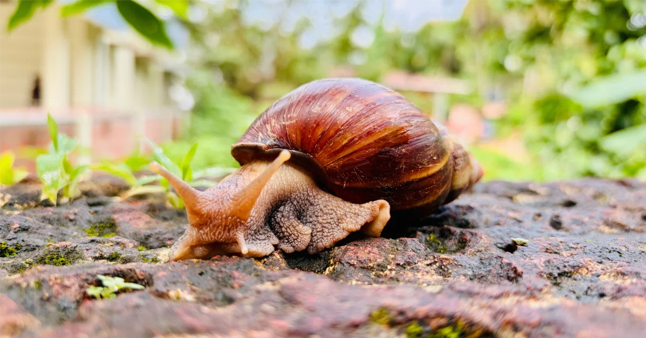 I want to become a slug.｜マイキー🐣