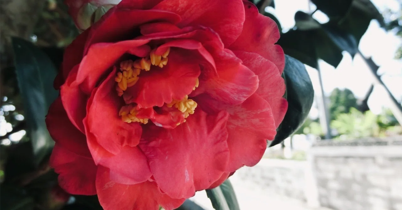 [Sample Reading] The Beauty of a Final End [Tokyo Literature Flea ...