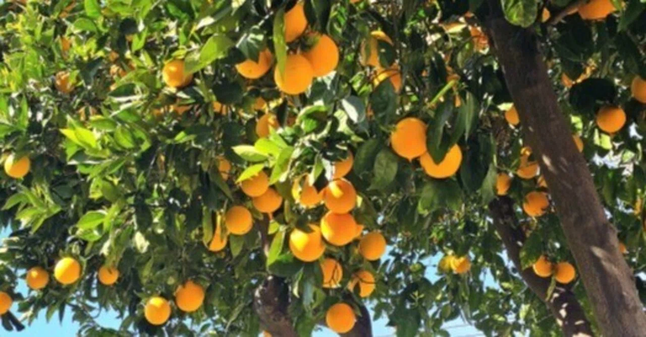 No. 52 What is Orange Peel?｜ハーバルライフ
