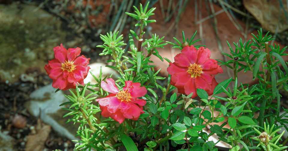 弱虫なんていない 虫はみんな強い かわしゅ Note