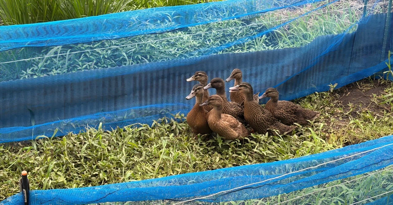 Summer Rice Paddies and Aigamo Duck Management: It Might Be Hard Work ...