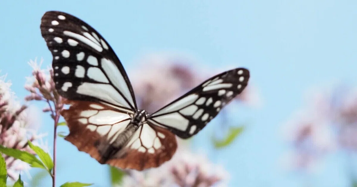 Hello, Chestnut Tiger butterfly.｜smile