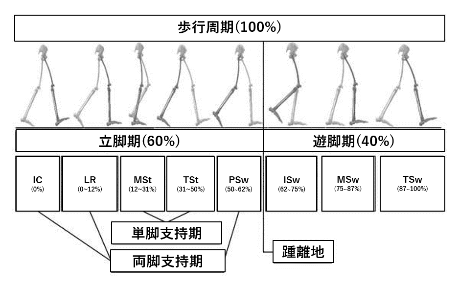 歩行周期相