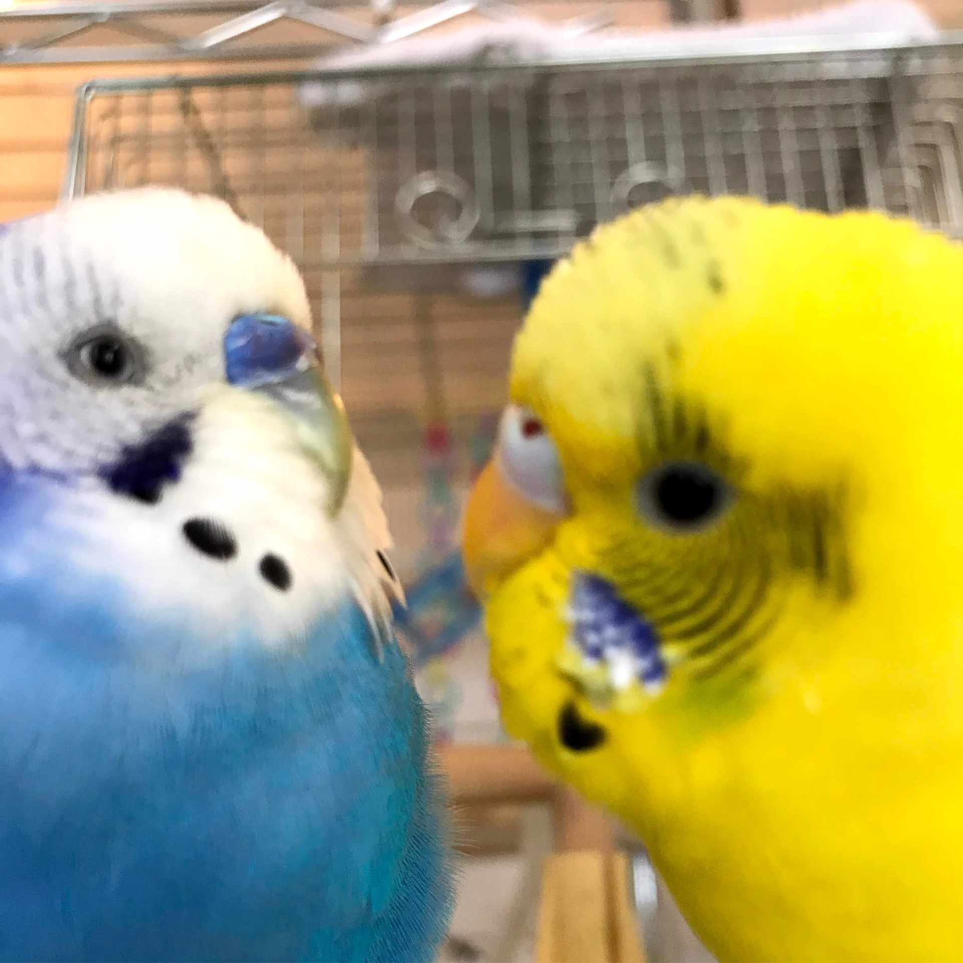 我が子の紹介 インコまるけ Note