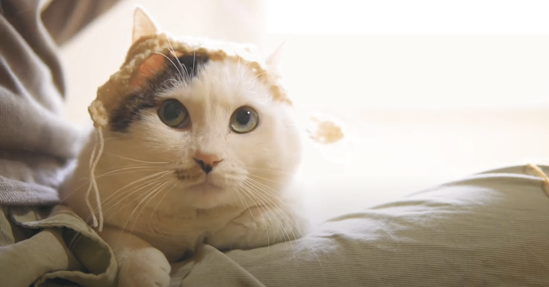 うちのネコが迷子になりまして #6 ドコノコ迷子掲示板を作る｜柴田愛