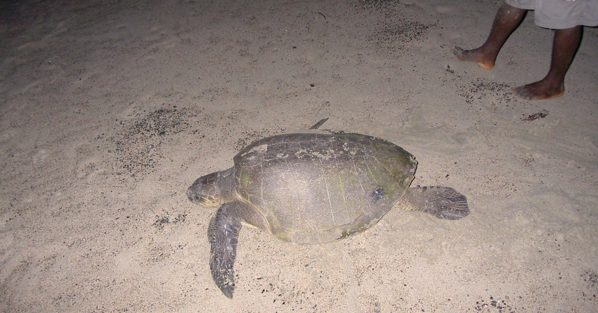 うみがめ！ ウミガメ✨ Sea Turtle #野生 #ウミガメ #海亀 #うみがめ