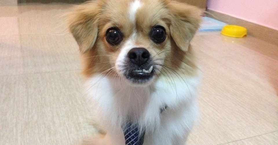 Umeを可愛がって言ってくれるgood Boy Ume 中国 ミャンマー Note