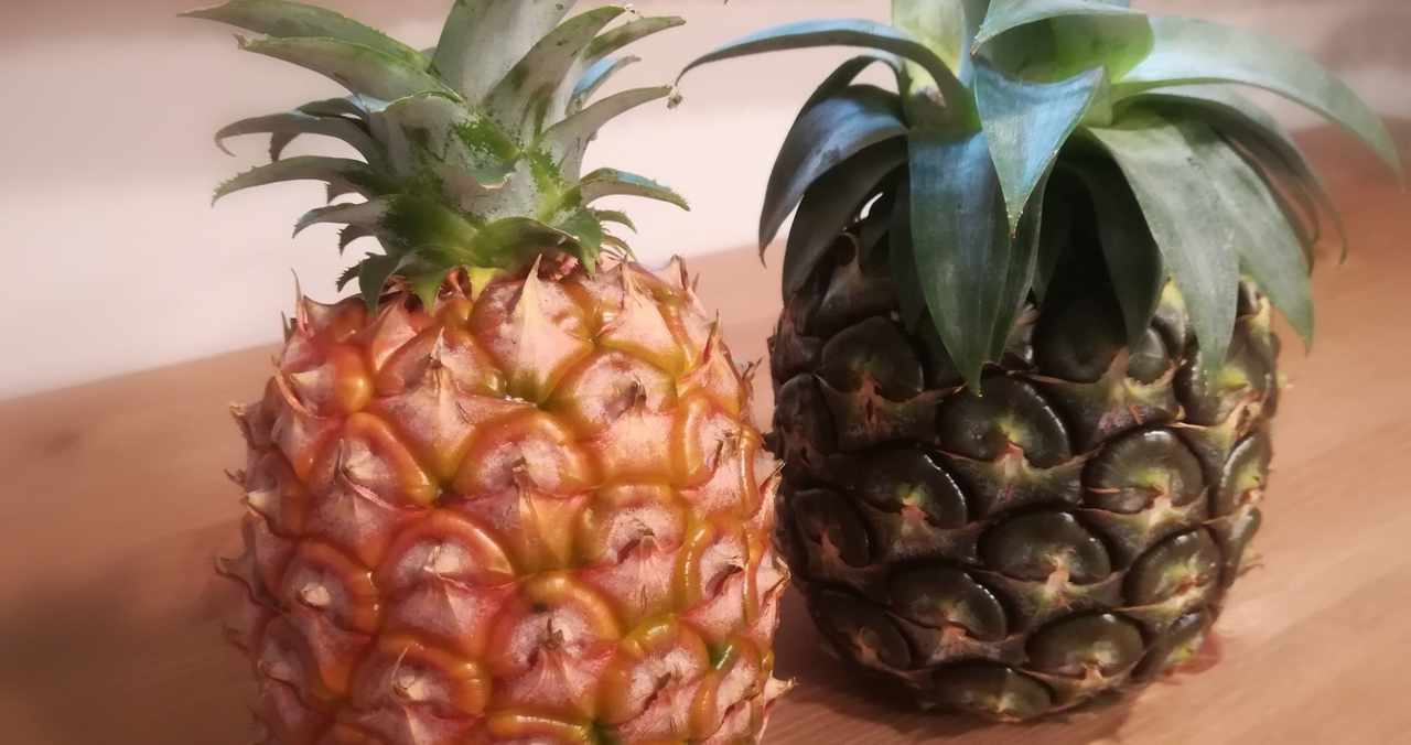 パイナップル水耕栽培 の新着タグ記事一覧 Note つくる つながる とどける