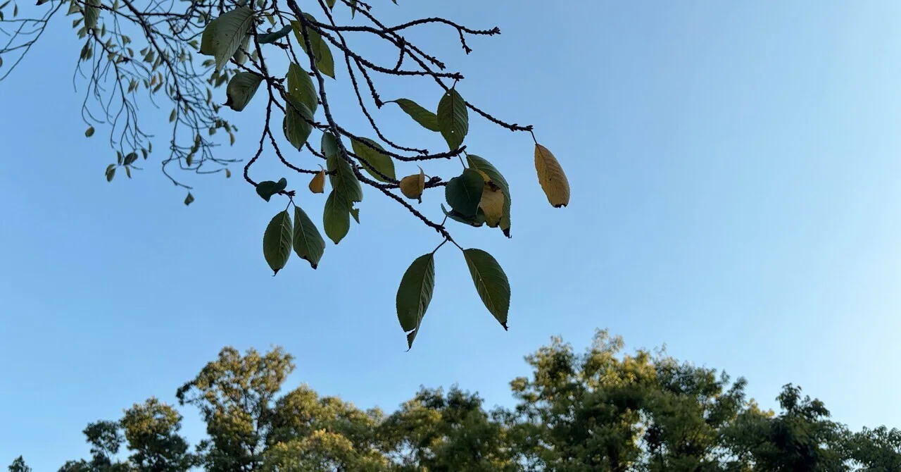 A Tense Week and a Small Celebration (Random Diary)｜いろ
