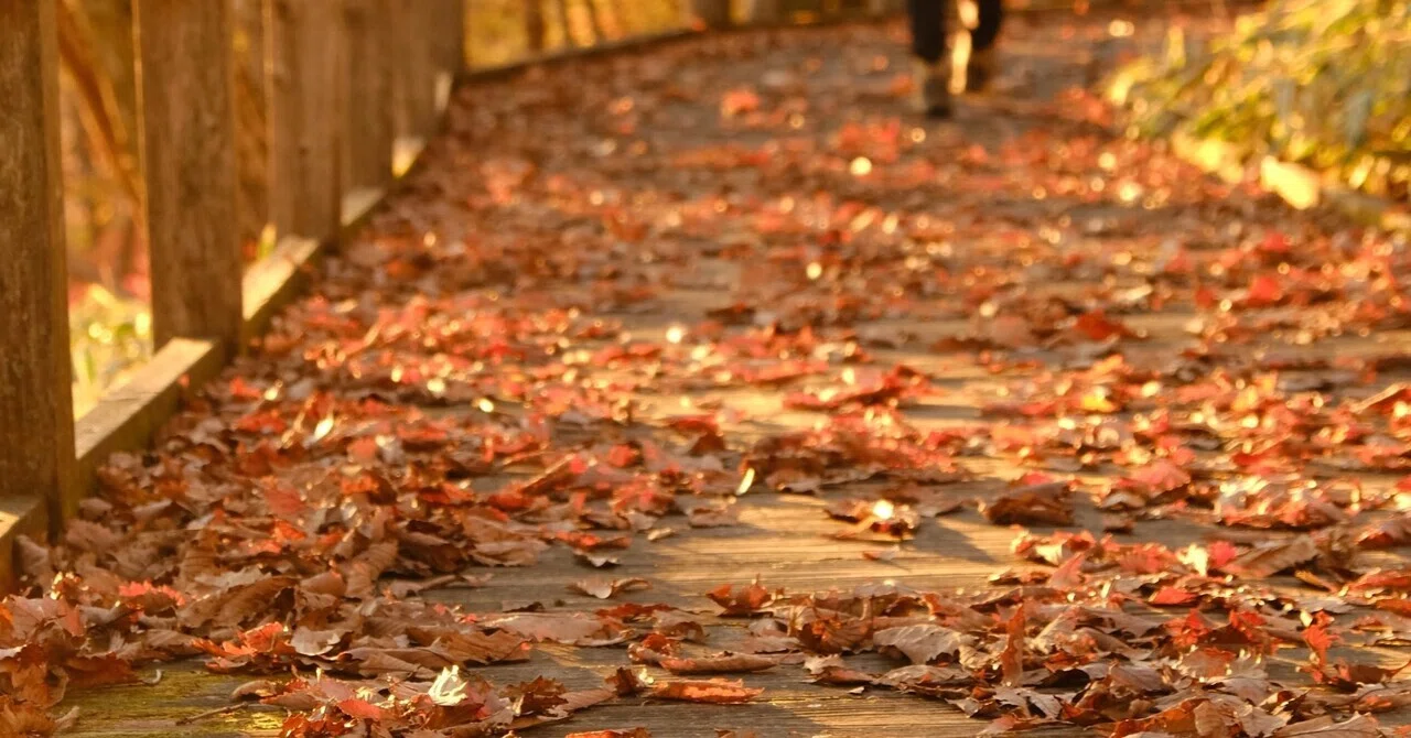 Local Scenery and Memories｜MAKI
