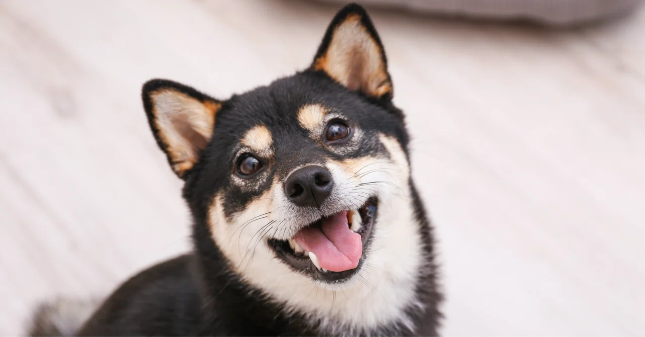 When you are hesitant about enucleation for glaucoma, are you ...