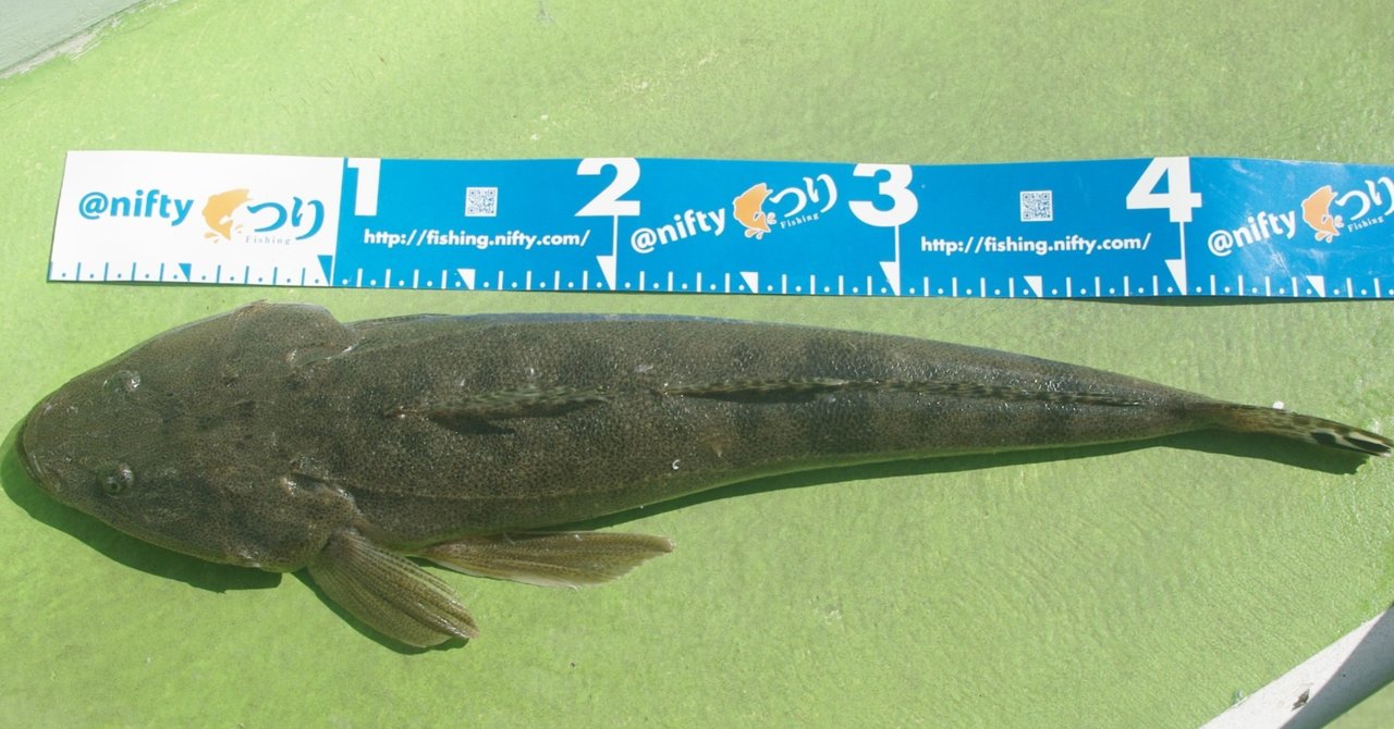 活きたハゼをエサにしたマゴチ釣りの乗合船に乗ってきた だてまき丸 玉置標本 Note