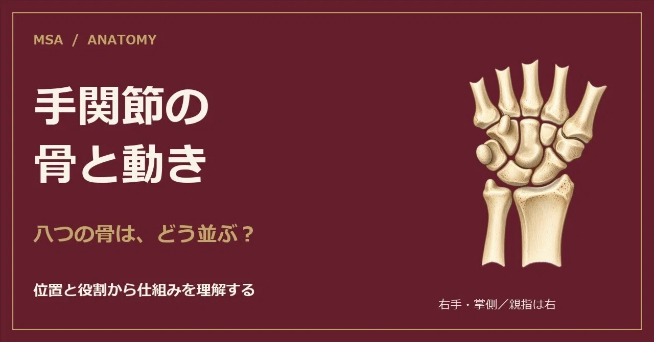 Types Of Msa In Quality Understanding Wrist Bones and Movement from Their Positions|細谷直由|メディカル ...