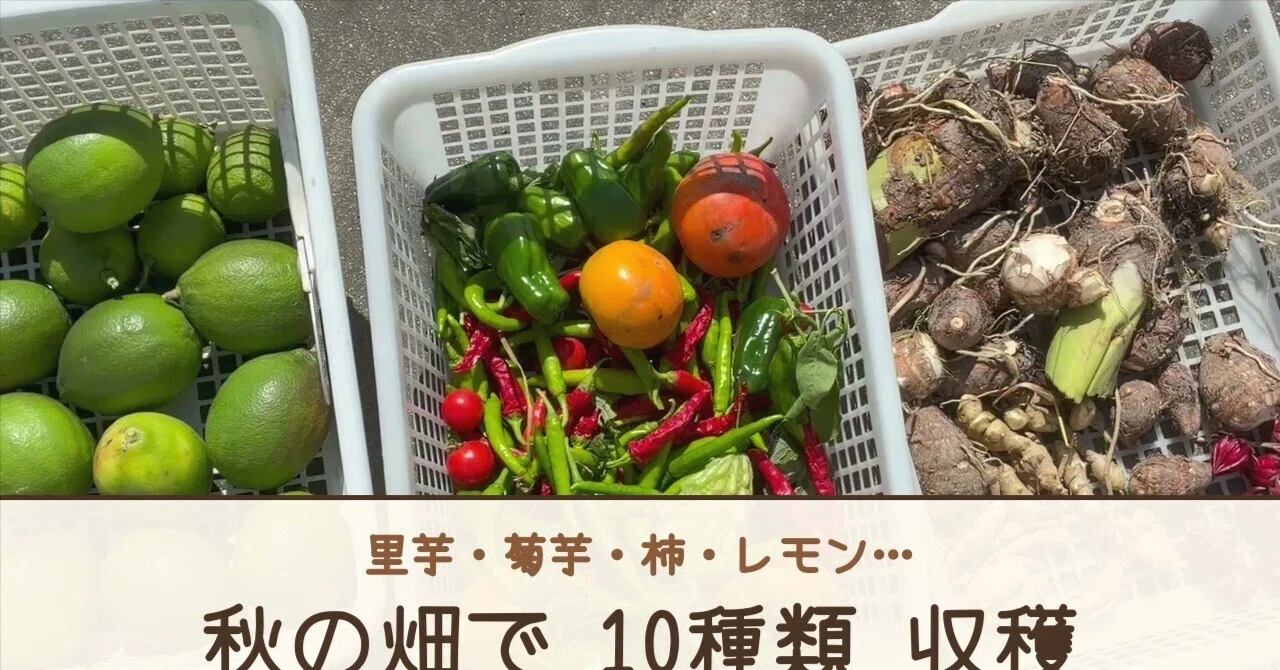 Harvesting 10 types of crops in the autumn field. Taro was 'too early ...