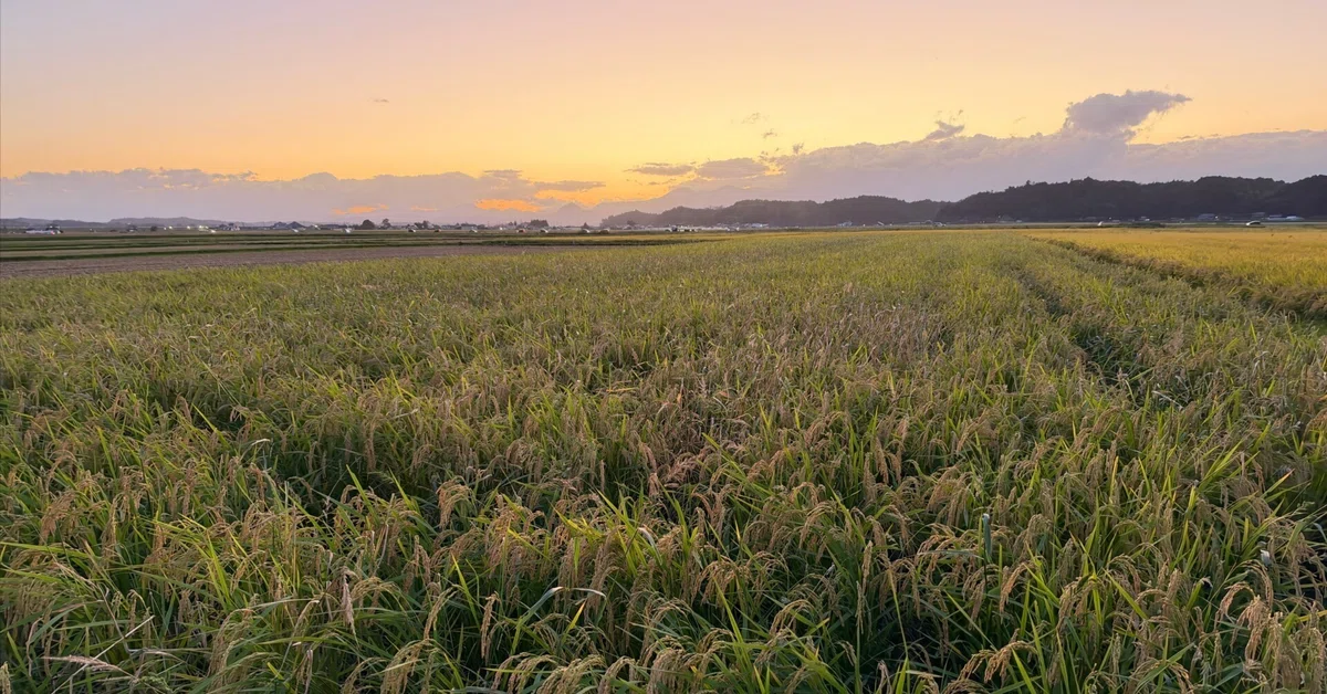 [My First Rice Growing #11] Anxious Days Until Harvest｜34クラフト｜宮城の自然栽培ササニシキ