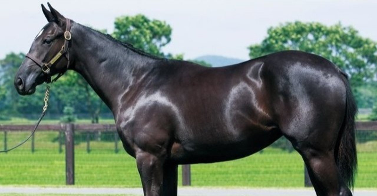 走った馬こそ 何度も見て 一口馬主マスターb Note