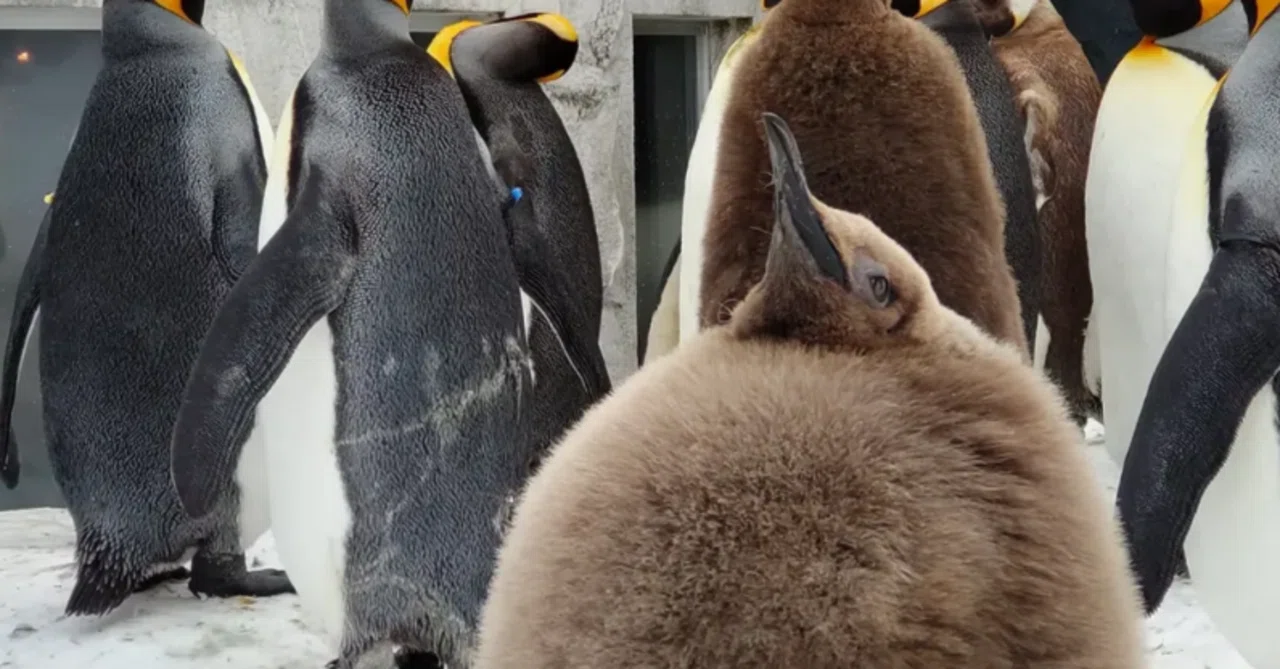 Record of King Penguin No. 51🐧｜E＊m i n a