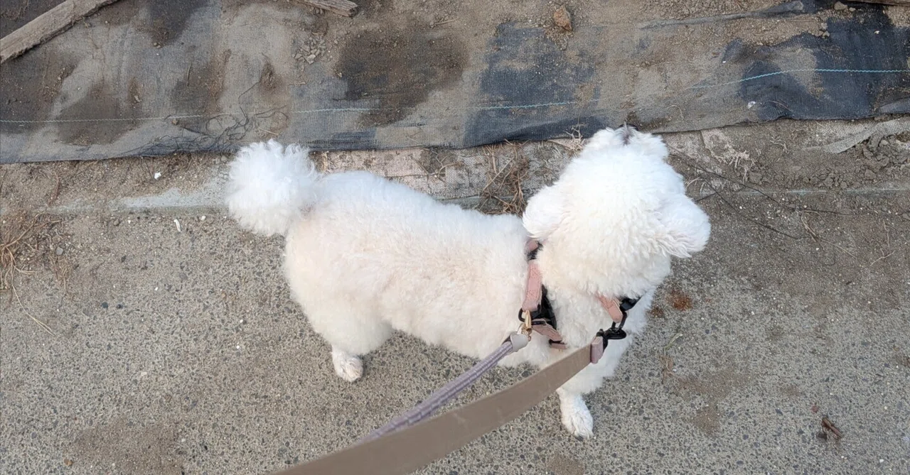 Having a dog changes your holiday plans a little.｜犬と、余談。